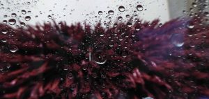 Gutter Cleaning